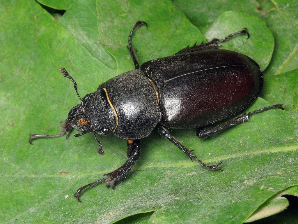 Lucanus cervus (Linnaeus, 1758)
